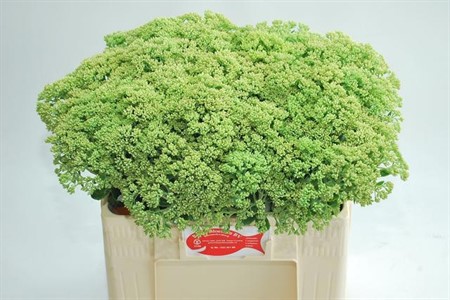 Sedum Spectabile H=55