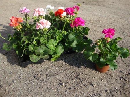 PELARGONIUM ZONALE 12Ø Ø12