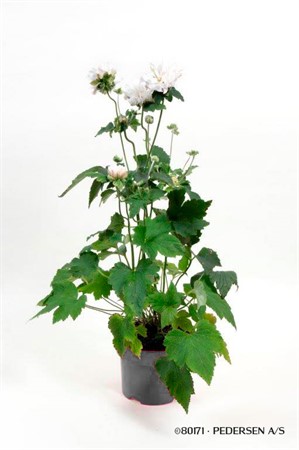 ANEMONE HUPEHENSIS 17Ø Ø17
