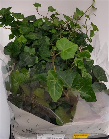HEDERA HIBERNICA 11Ø Ø11