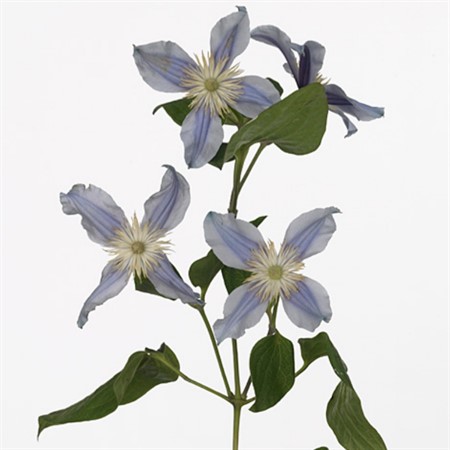 Clematis Star River 70