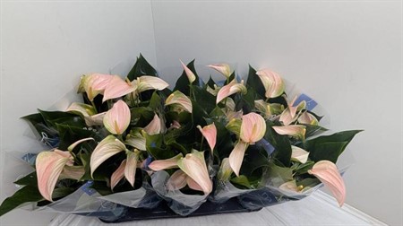 Anthurium andr. Karma Joli Peach KLIPP Ø12 H=45