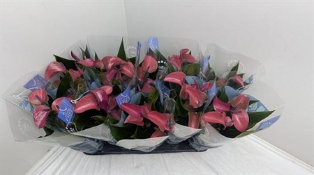Anthurium andr. lila Pure Purple KLIPP Ø12 H=45