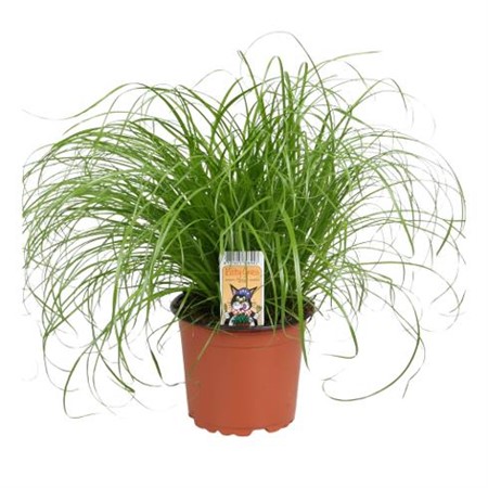 Cyperus alternifolius Zumula Ø12 H=30