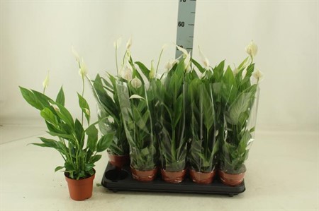 Spathiphyllum Alana KLIPP Ø12 H=50