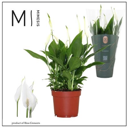 Spathiphyllum Bellini KLIPP Ø13 H=37