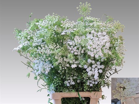 Ammi Majus H=75