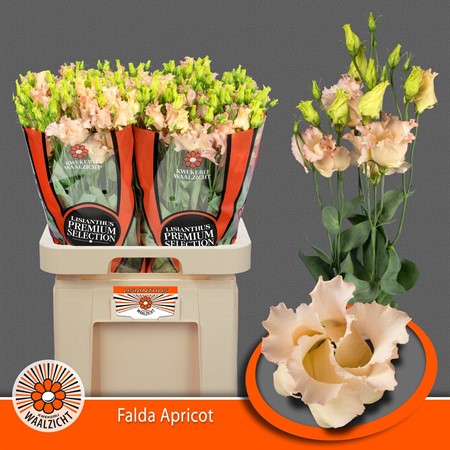 Eustoma Sf Falda Apricot H=70