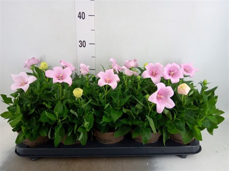 Platycodon grand. 'Astra Pink' KLIPP Ø12 H=25