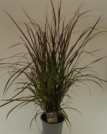 Pennisetum Rubrum svenskodlad