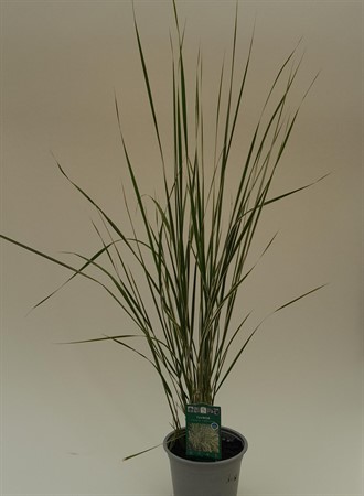 Calamagrostis Overdam svenskodlad
