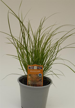 Carex testacea Prairie Fire svenskodlad