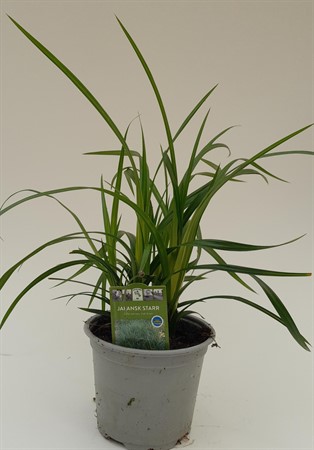 Carex morrowii Irish Green