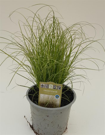 Carex albula Amazon Mist svenskodlad
