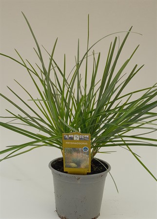 Sesleria nitida svenkodlad