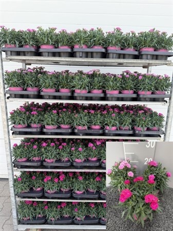 DIANTHUS CARY. 12Ø Ø12