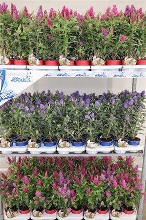 BUDDLEJA DAVIDII 13Ø Ø13