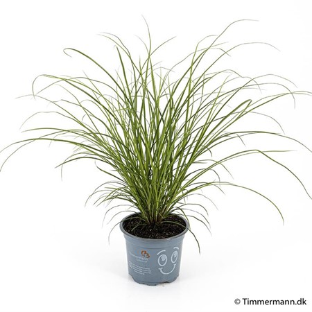 CAREX BRUNNEA 9Ø Ø9