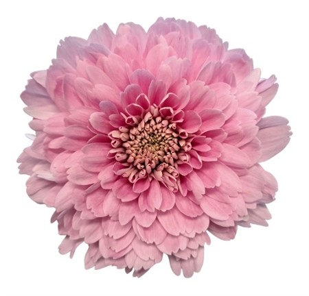 Chrys enk Kalimba rosa 70