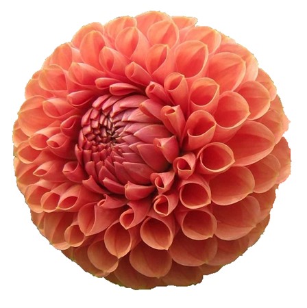 Dahlia Cornel Bronze 70