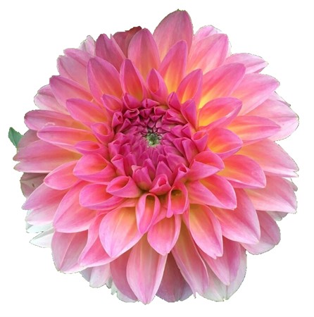 Dahlia Esli 60