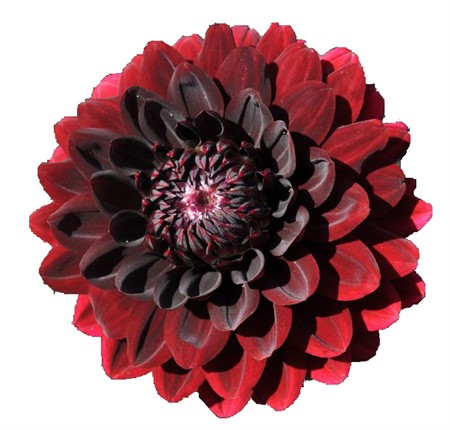 Dahlia Karma Choc 55