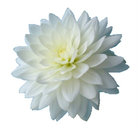 Dahlia Karma Maarten Zwaan 60
