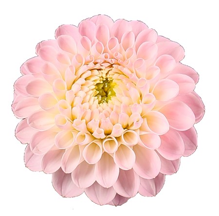 Dahlia Wizard Of Oz 60