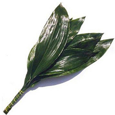 Gr Aspidistra 70