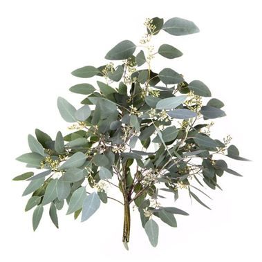 Gr Eucalyptus med Bär 70