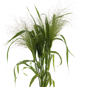 Panicum Fontängräs 80