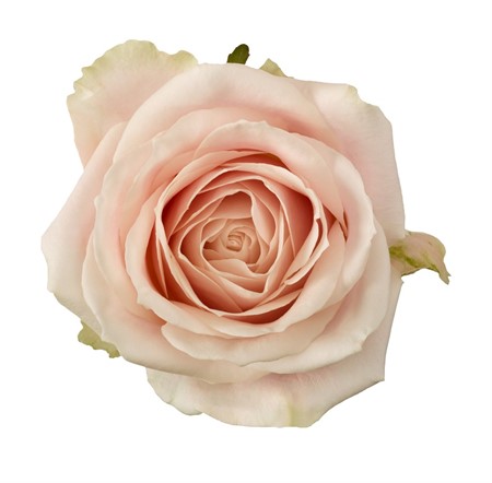 Ros Rosa Sweet Avalanche 60