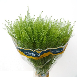 Thlaspi Green Bell 80