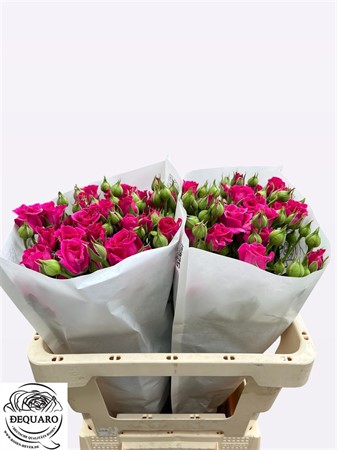 Rose Tr Ga Hot Majolika H=50