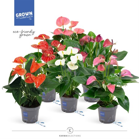 Anthurium mix 3+ clear sleeve Ø12 H=43