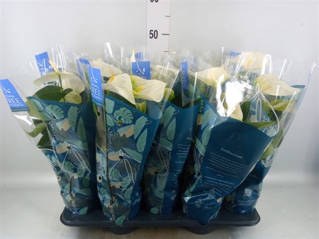 Anthurium 'Karma White' Basic Line Ø12 H=43