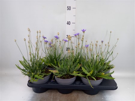 Catananche caerulea …sålda Ø15 H=40