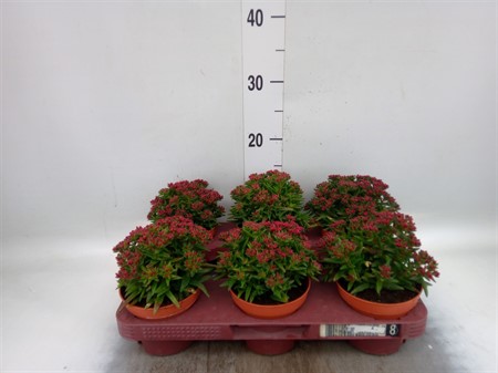 Crassula schmidtii * Ø11 H=20