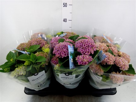 Hydrangea mac. 'Magical Revolution' blue 5-6 flower Ø12 H=30