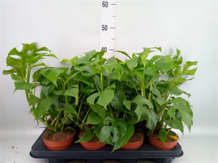 Rhaphidophora tetrasperma Ø12 H=35