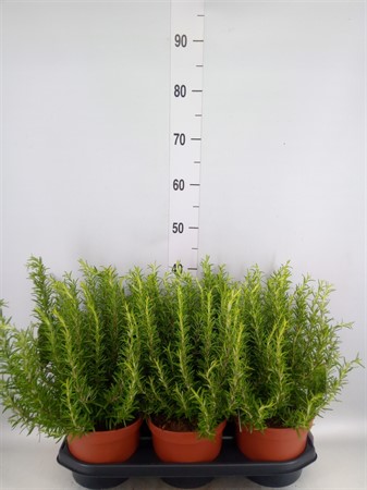 Rosmarinus offi. ... Rosmarinus officinalis Ø19 H=55
