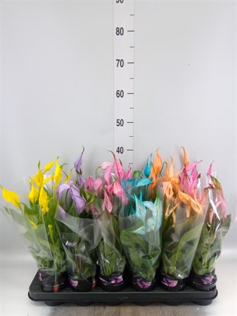 Spathiphyllum 'Chopin' make up 3+ Ø9 H=30