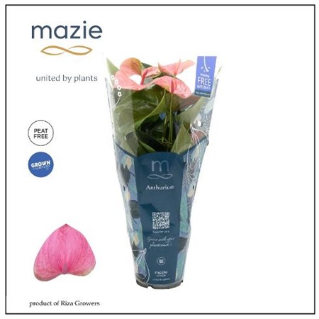 Anthurium andr. Karma Pink Ø12 H=45 4+ BLM