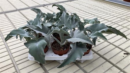 Kalanchoe beharensis Ø12 H=30