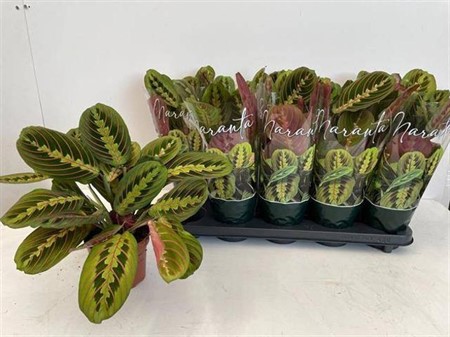 Maranta leuconeura Fascinator tricolor Ø12 H=35