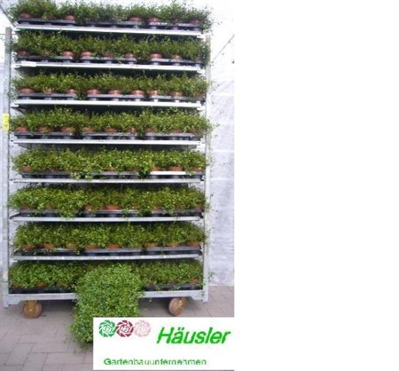 MUEHLENBECKIA BUNT 10,5Ø Ø10.5