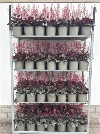 HEUCHERA AMERICANA 19Ø Ø19