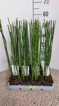 EQUISETUM HYEMALE 9Ø Ø9