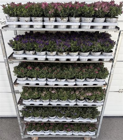 HEBE ALL BLOOMS MIXLAGEN 13Ø Ø13