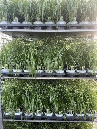 CYPERUS ALTERNIFOLIUS ZUMULA  13Ø Ø13